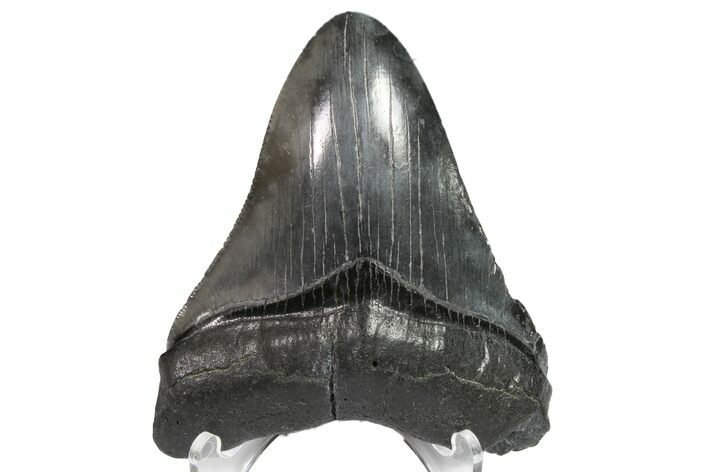 Fossil Megalodon Tooth - Georgia #151508